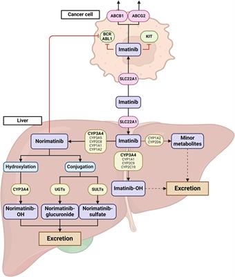 Increased plasma imatinib exposure and toxicity in chronically treated GIST patients with SARS-CoV-2 infection: a case series